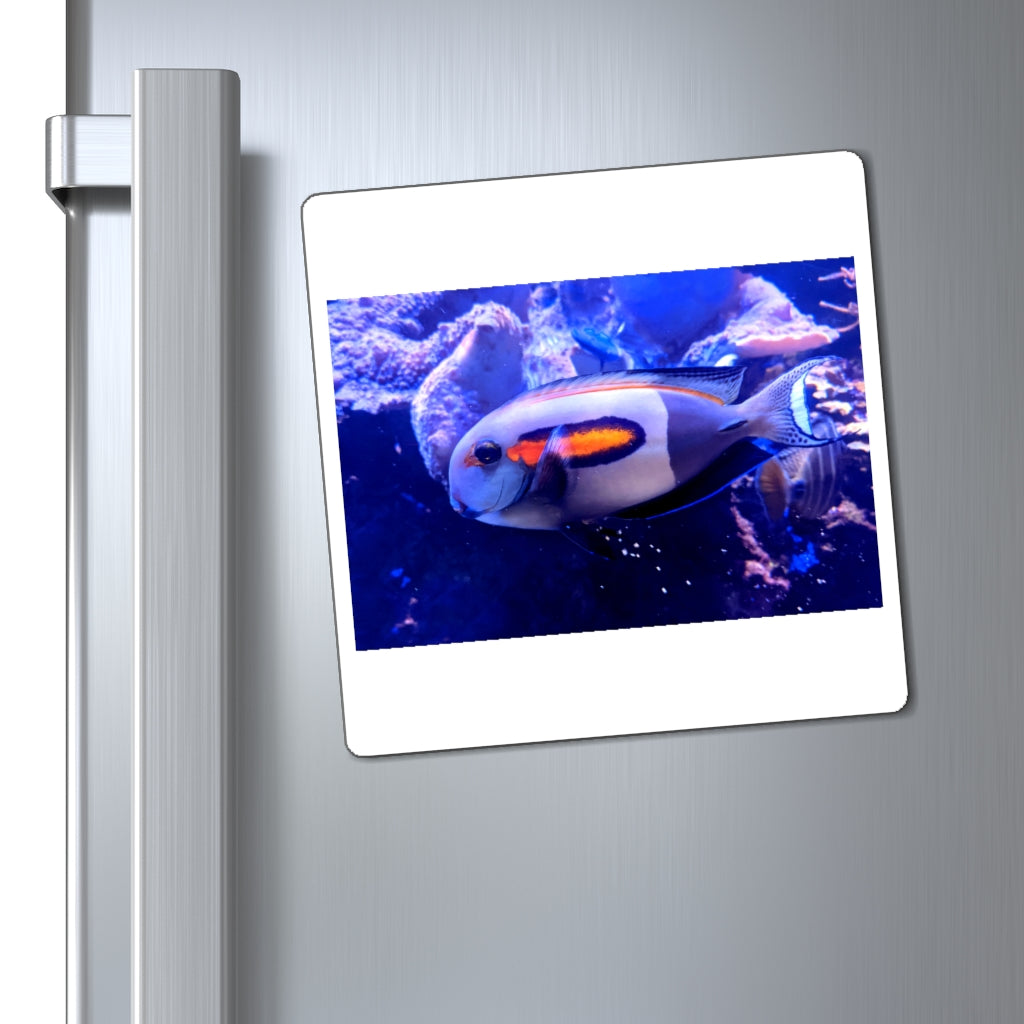 Light White Fish Magnets displayed on a metallic surface, showcasing their strong hold and sleek design.