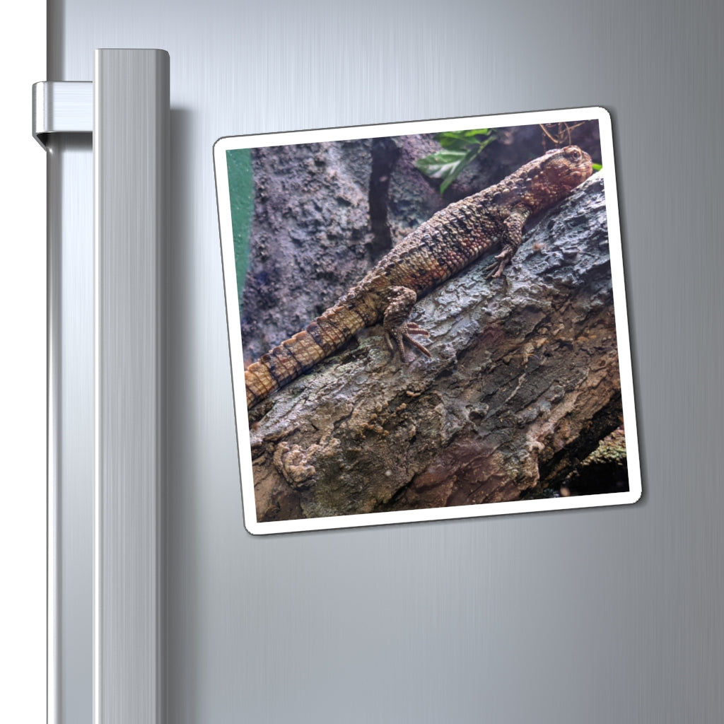 A set of colorful Lizard Magnets displayed on a metallic surface, showcasing their strong hold and vibrant designs.