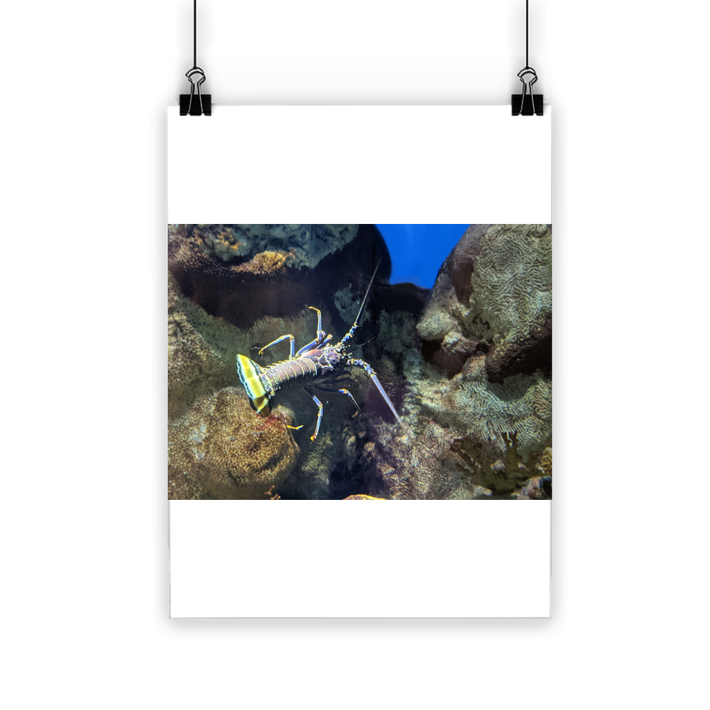 Lobster Classic Poster featuring vibrant colors and a semi-gloss finish, ideal for indoor and outdoor display.