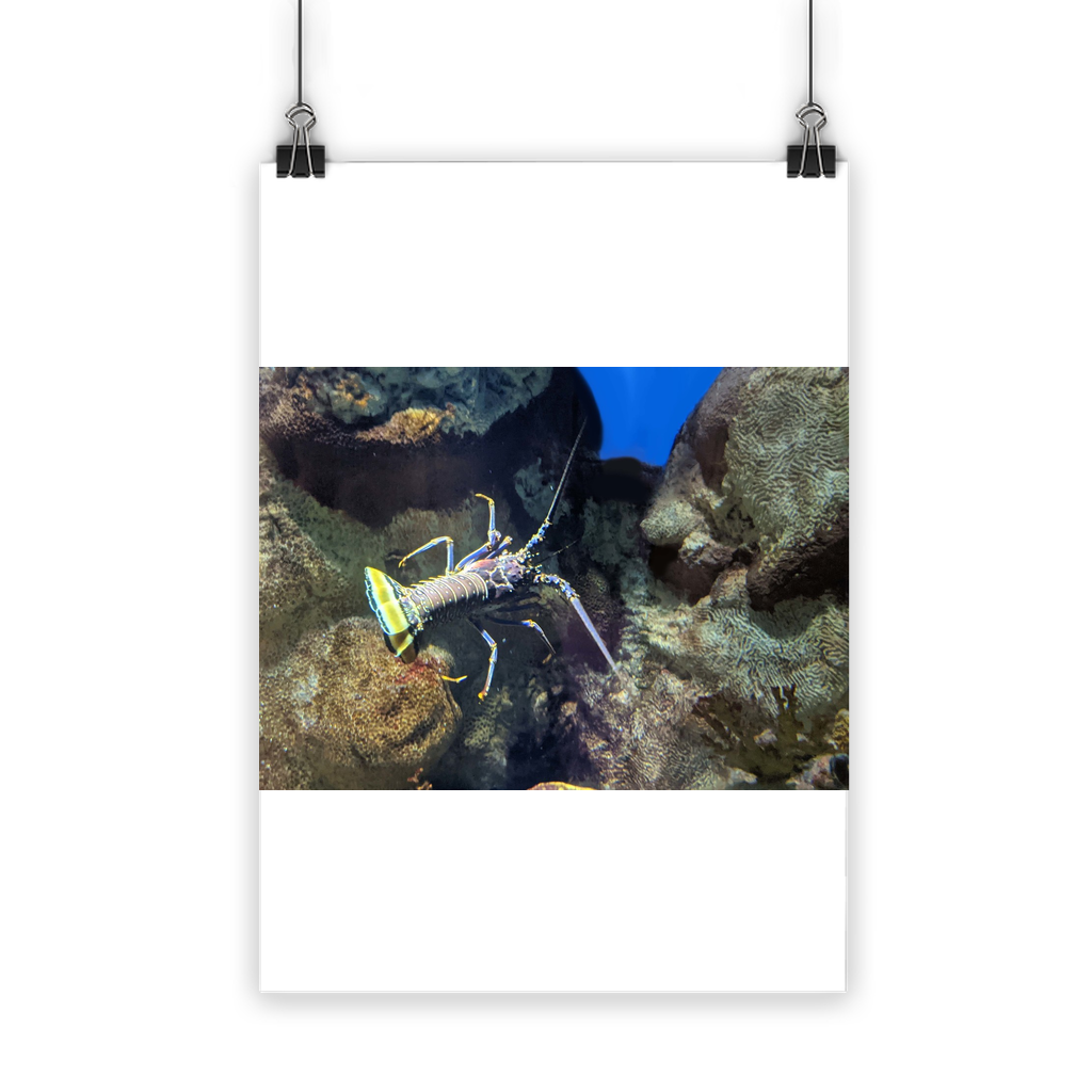 Lobster Classic Poster featuring vibrant colors and a semi-gloss finish, ideal for indoor and outdoor display.