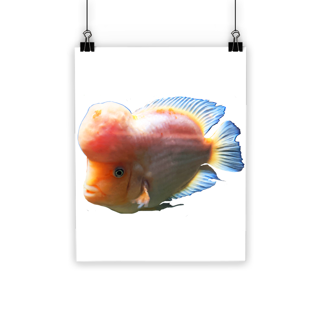 Orange Fish Classic Poster featuring vibrant colors on semi-gloss paper, ideal for indoor and outdoor display.