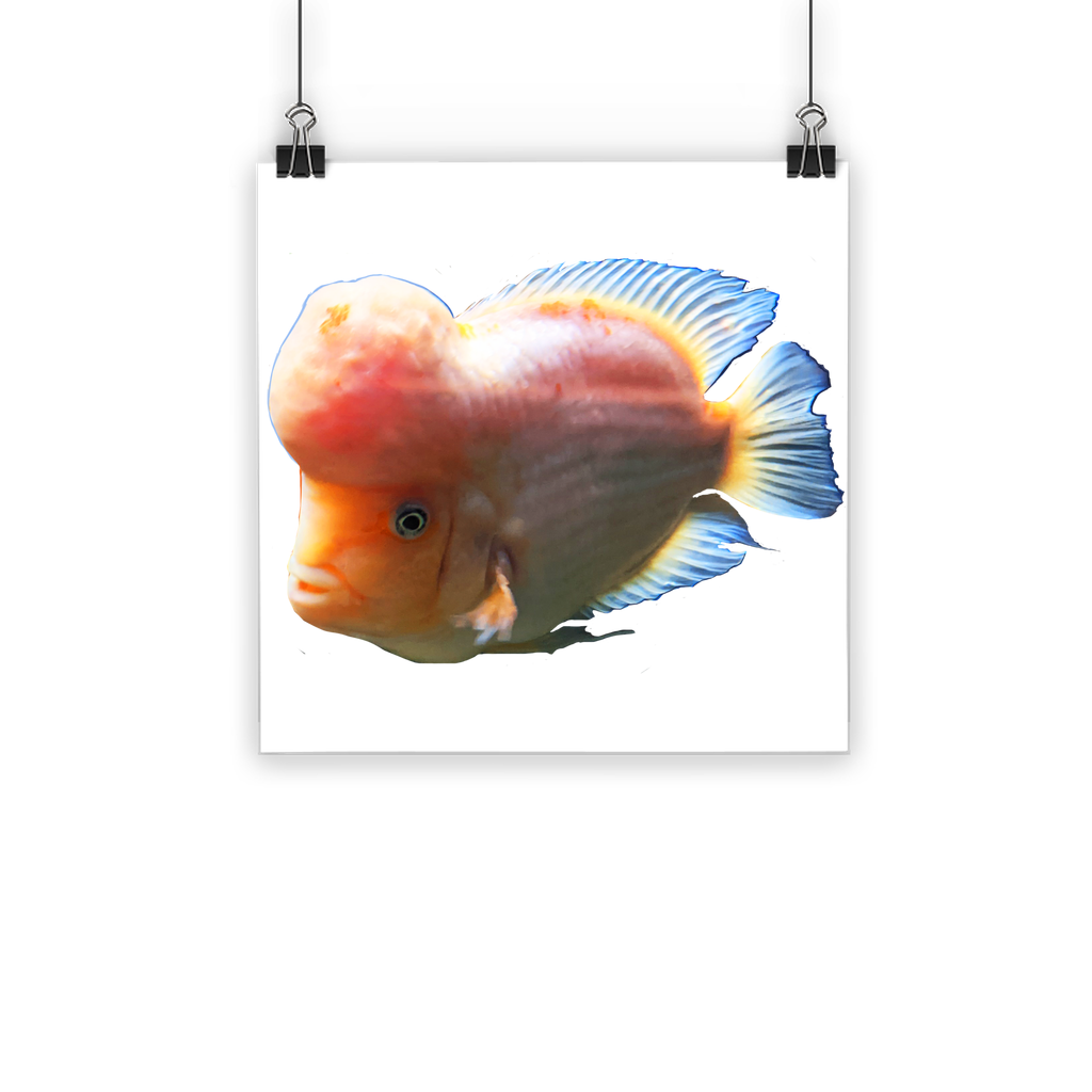 Orange Fish Classic Poster featuring vibrant colors on semi-gloss paper, ideal for indoor and outdoor display.