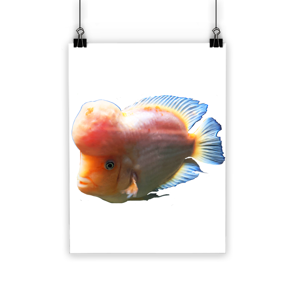 Orange Fish Classic Poster featuring vibrant colors on semi-gloss paper, ideal for indoor and outdoor display.