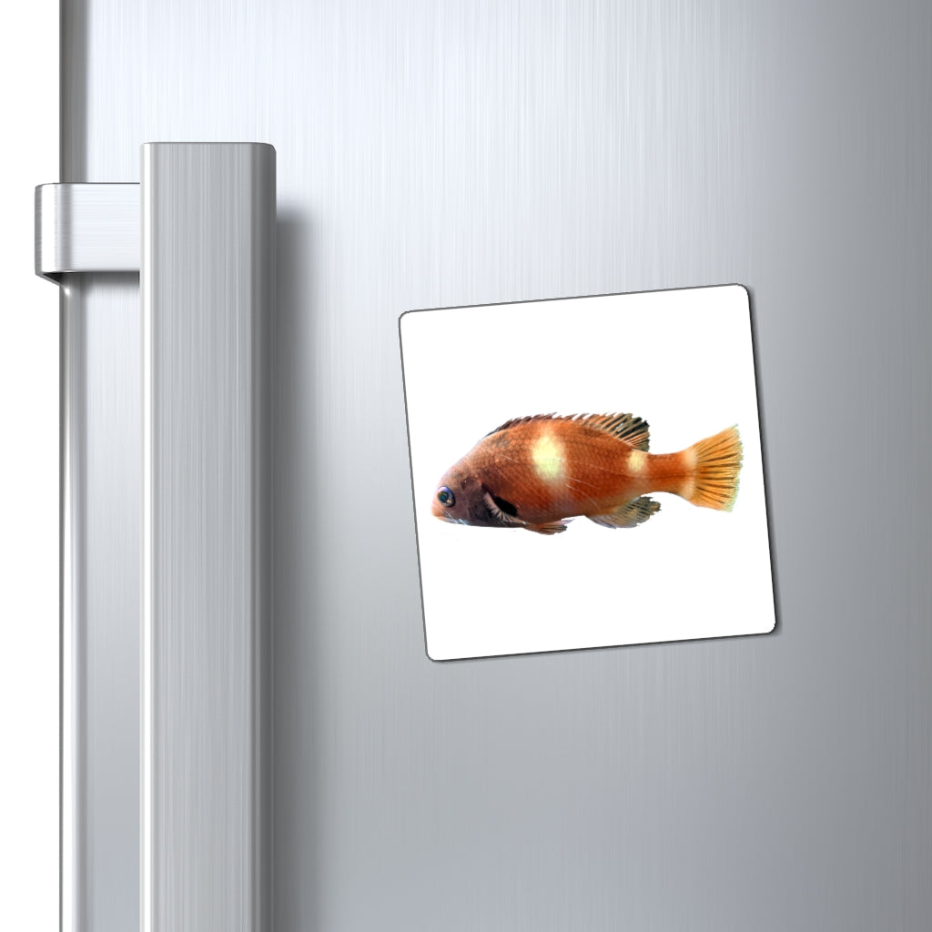 A set of vibrant orange fish magnets with a black backing, showcasing their unique design and strong holding power.