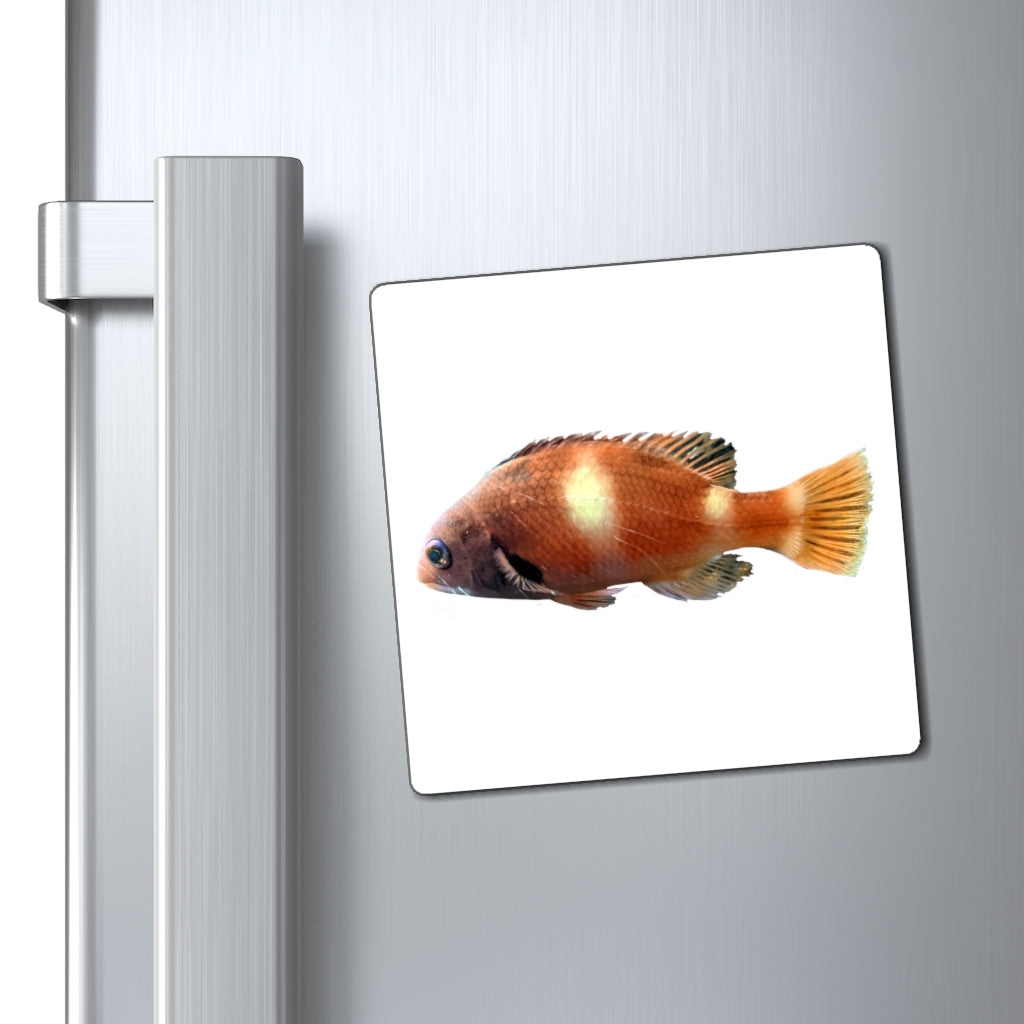 A set of vibrant orange fish magnets with a black backing, showcasing their unique design and strong holding power.