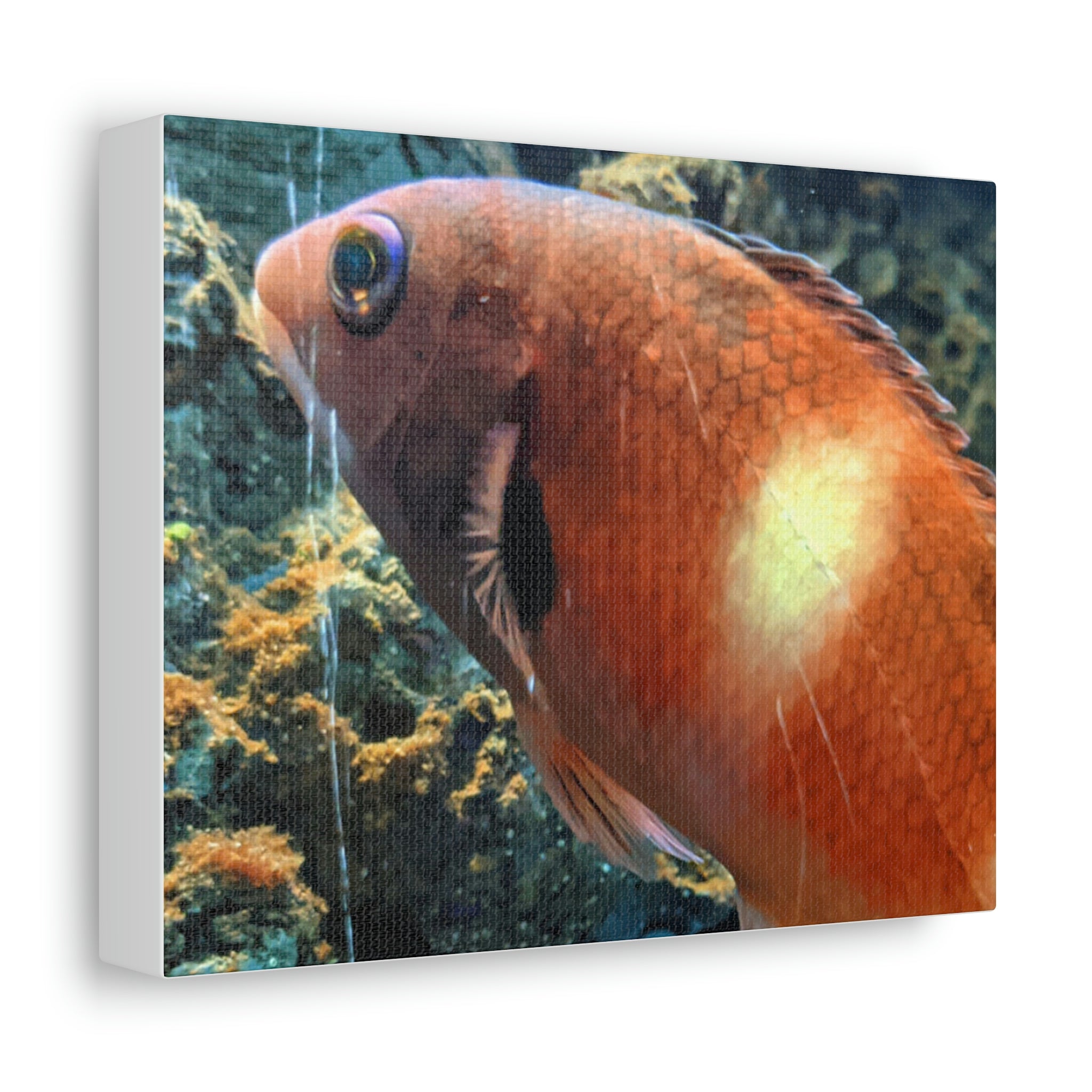 Vibrant orange fish artwork printed on premium stretched canvas, framed with durable wooden edges, perfect for indoor decoration.