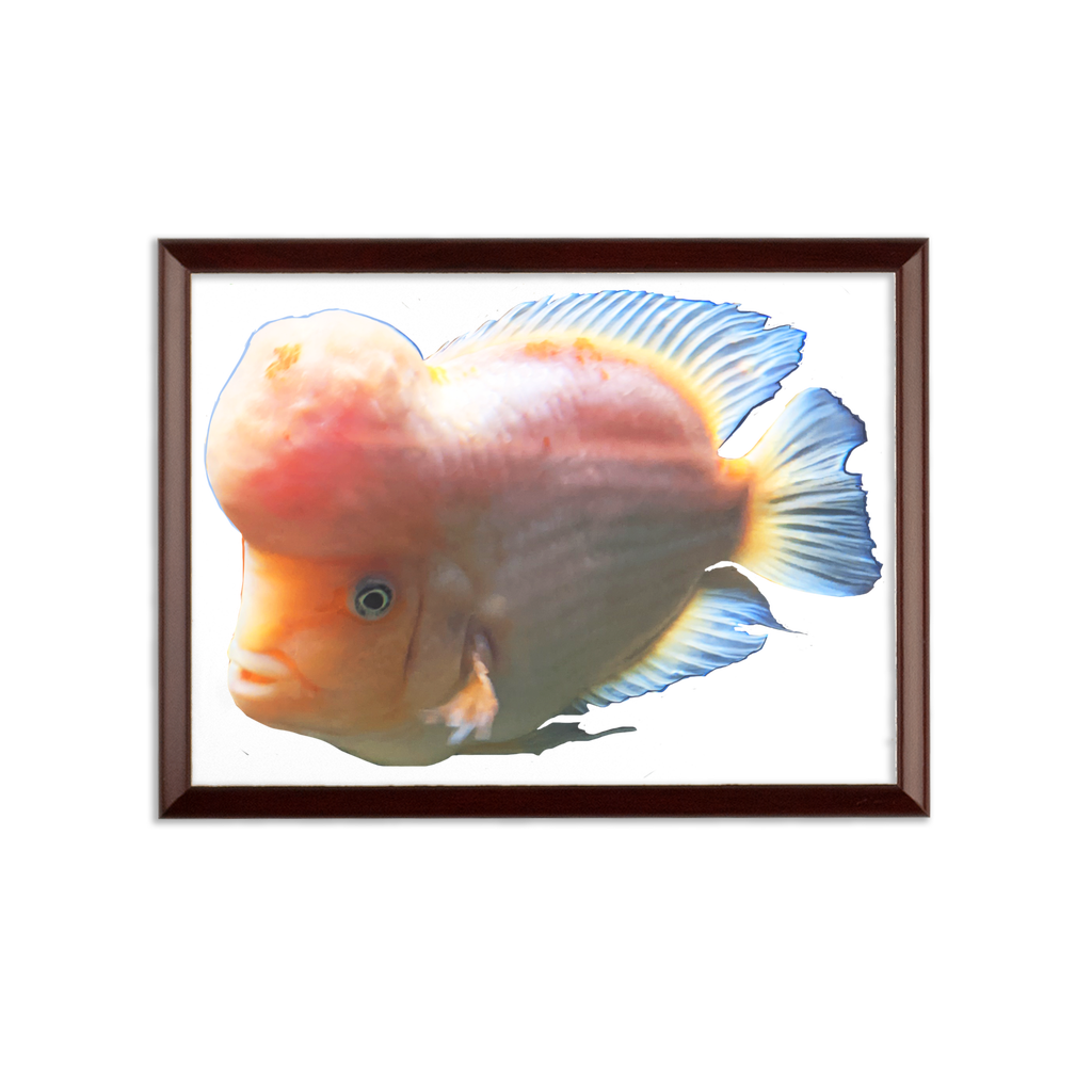 Orange Fish Sublimation Wall Plaque with a brown wooden frame and white printable surface, showcasing its ogee shaped edge.