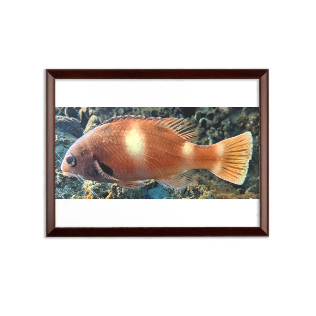 Orange Fish Sublimation Wall Plaque with a brown wooden frame and white printable surface, showcasing its ogee shaped edge.