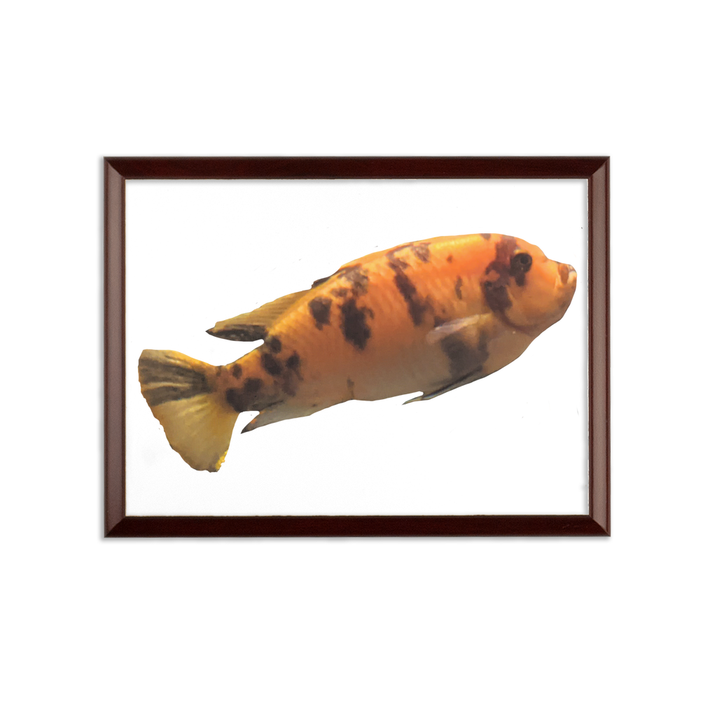 Orange Fish Sublimation Wall Plaque with ogee shaped edge and white printable surface, ideal for custom awards.