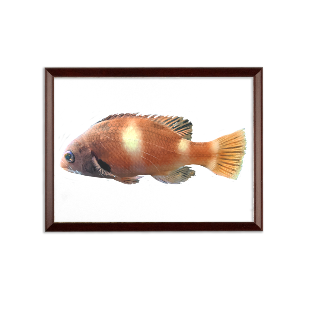 Orange Fish Sublimation Wall Plaque with brown wooden frame and white printable surface, ideal for custom awards.