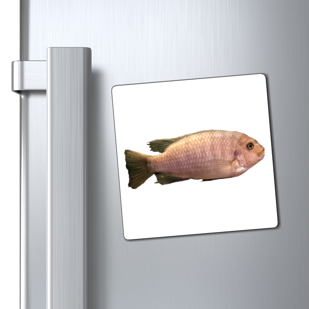 A set of Peach Fish Magnets showcasing vibrant colors and a sleek black backing, ideal for displaying messages on metallic surfaces.