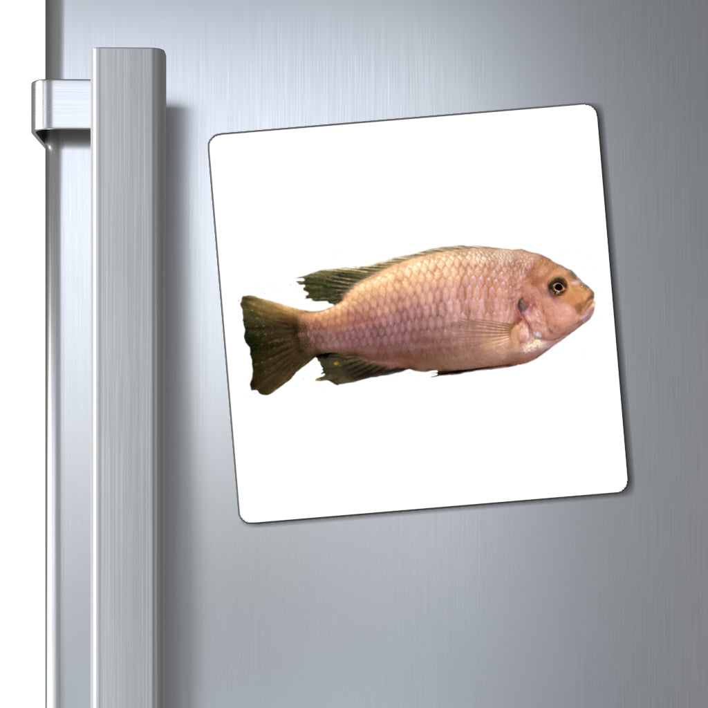 A set of Peach Fish Magnets showcasing vibrant colors and a sleek black backing, ideal for displaying messages on metallic surfaces.