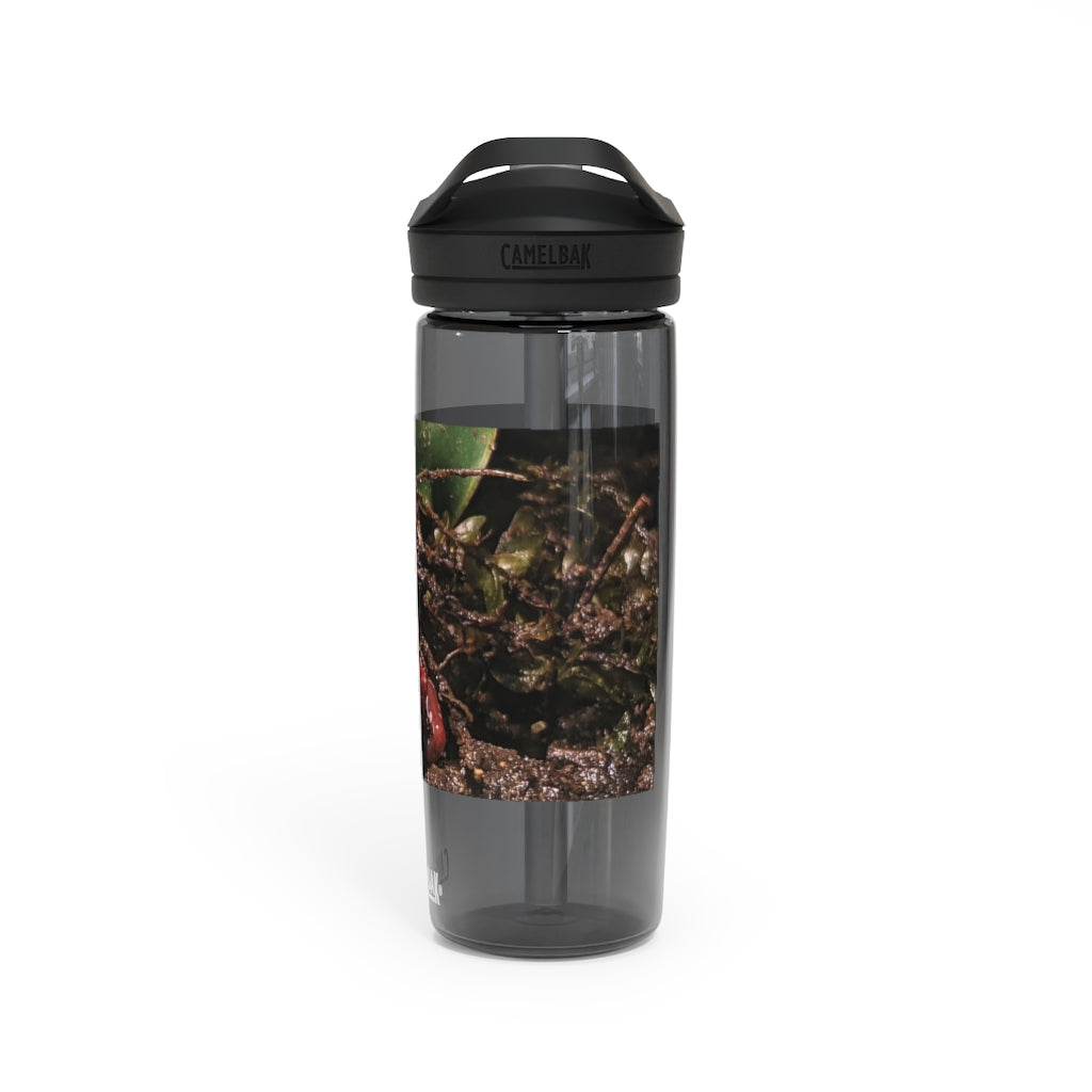 Red Frog CamelBak Eddy® Water Bottle in 20oz and 25oz sizes, showcasing its durable Tritan™ material and spill-proof design.