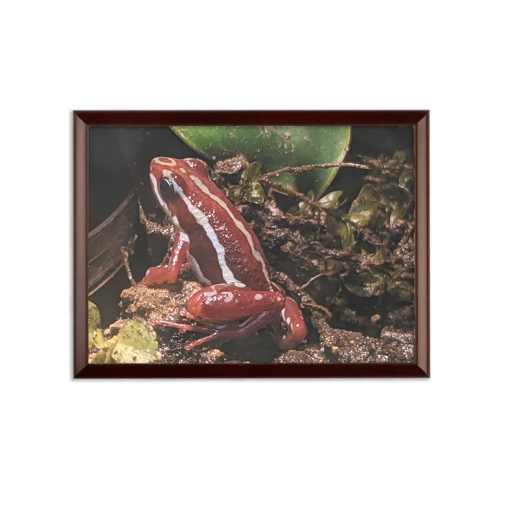 Red Frog Sublimation Wall Plaque with brown wooden frame and white printable surface, ideal for custom awards.