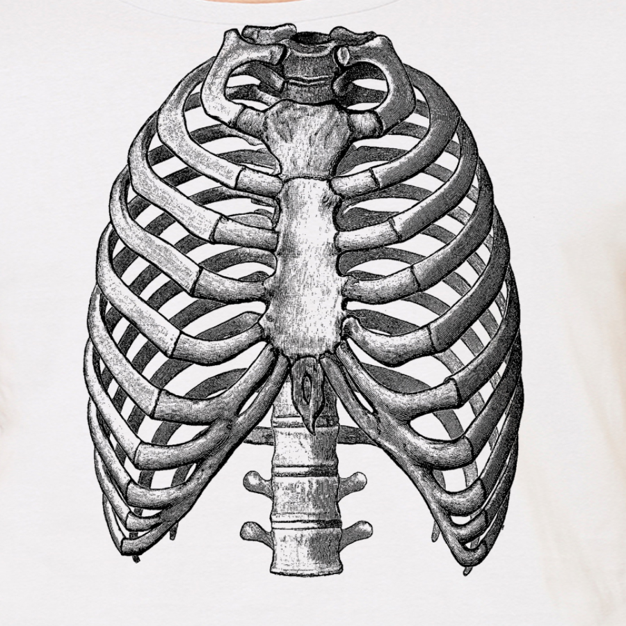 Detailed illustration of human rib anatomy showing structure and function.