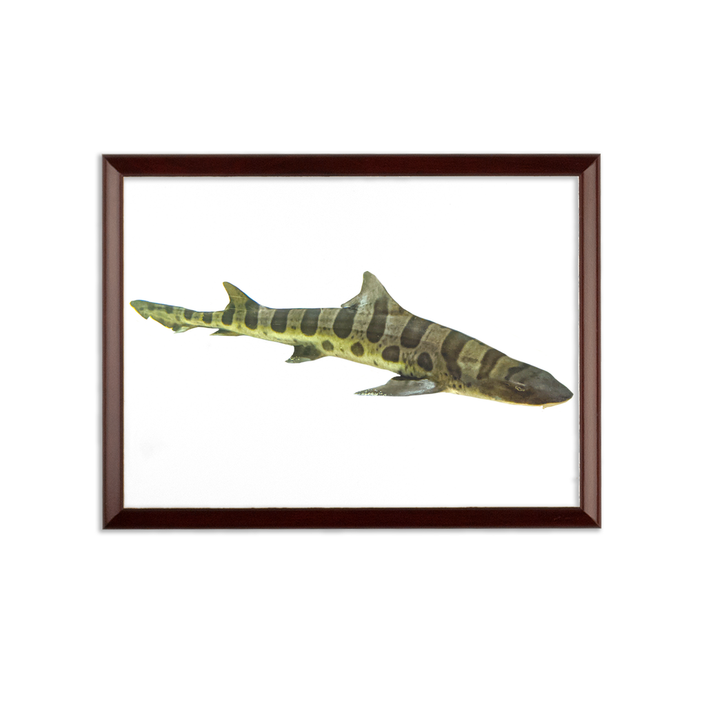 A Shark Sublimation Wall Plaque featuring a brown wooden frame with an ogee edge and a white printable surface, showcasing customizable designs.