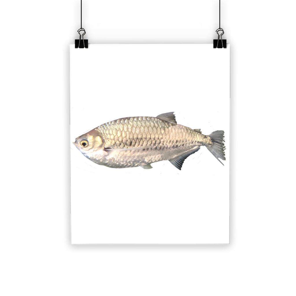 A vibrant Silver Fish Classic Poster showcasing bright colors and a semi-gloss finish, ideal for indoor and outdoor display.