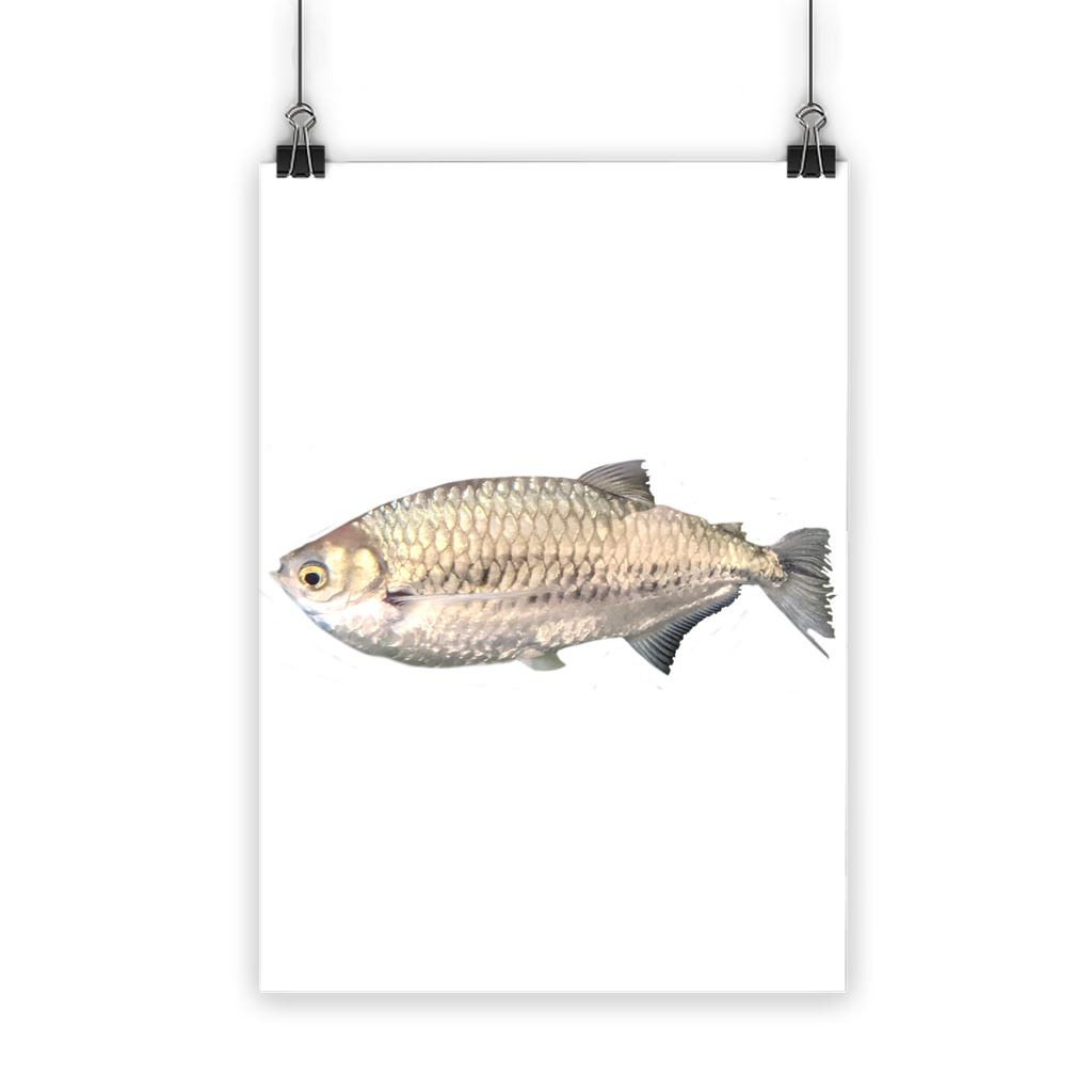 A vibrant Silver Fish Classic Poster showcasing bright colors and a semi-gloss finish, ideal for indoor and outdoor display.