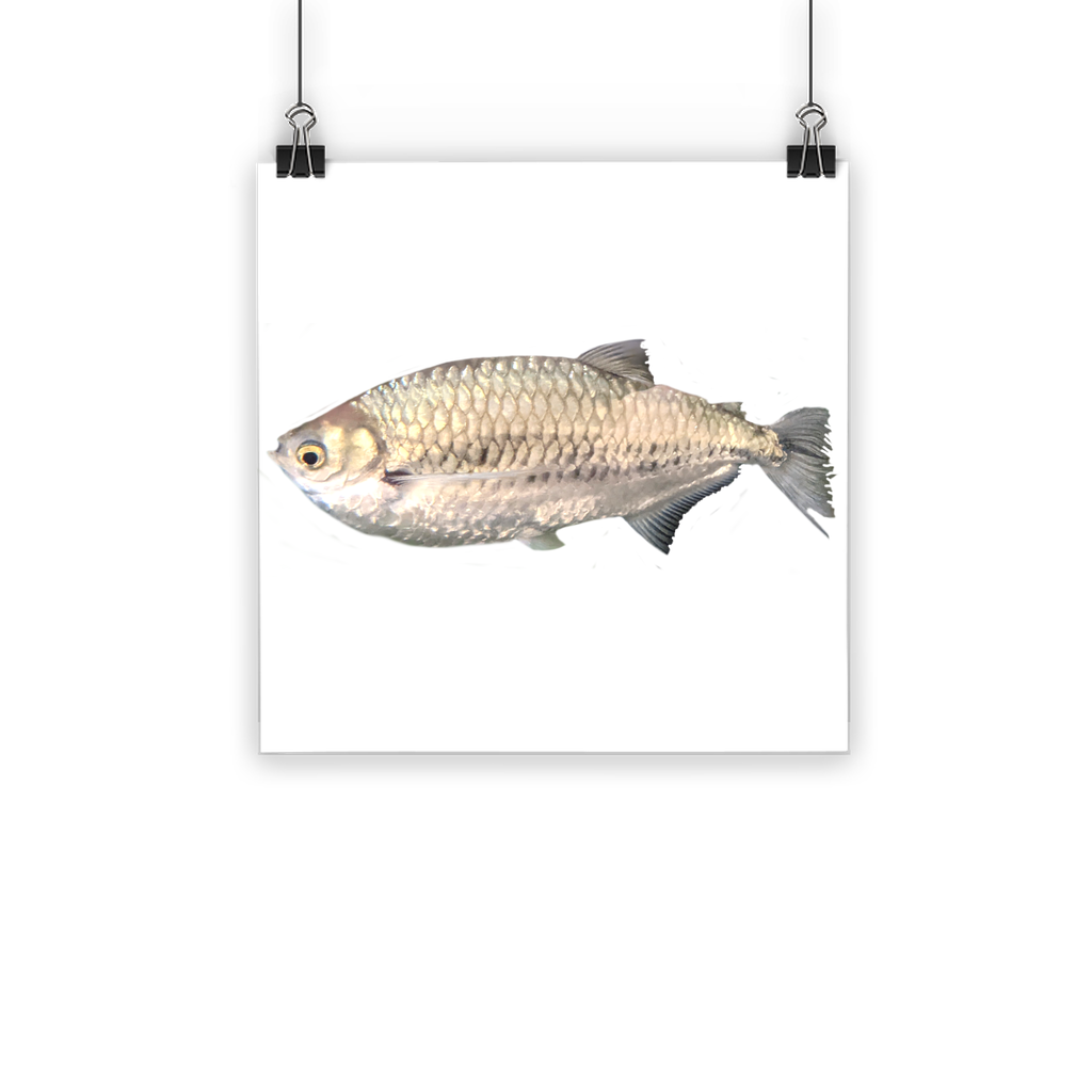 A vibrant Silver Fish Classic Poster showcasing bright colors and a semi-gloss finish, ideal for indoor and outdoor display.