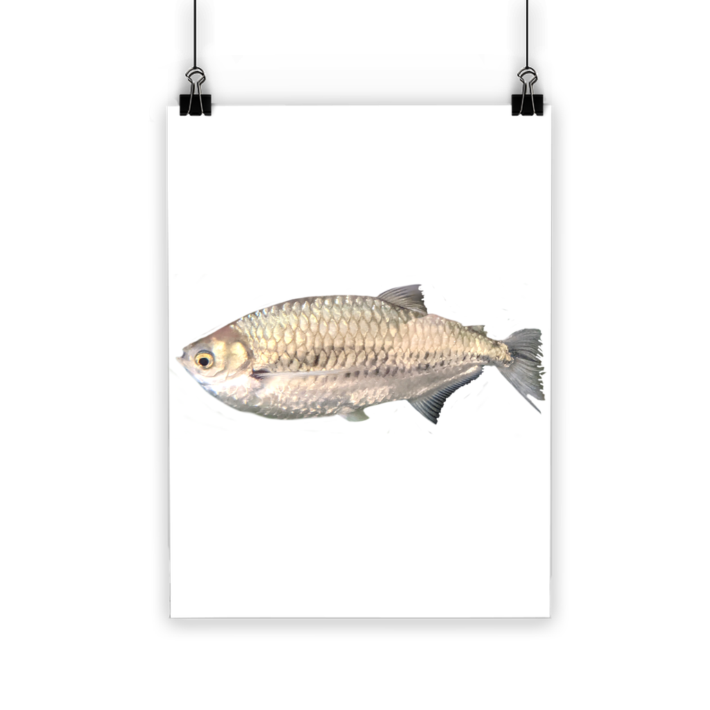 A vibrant Silver Fish Classic Poster showcasing bright colors and a semi-gloss finish, ideal for indoor and outdoor display.