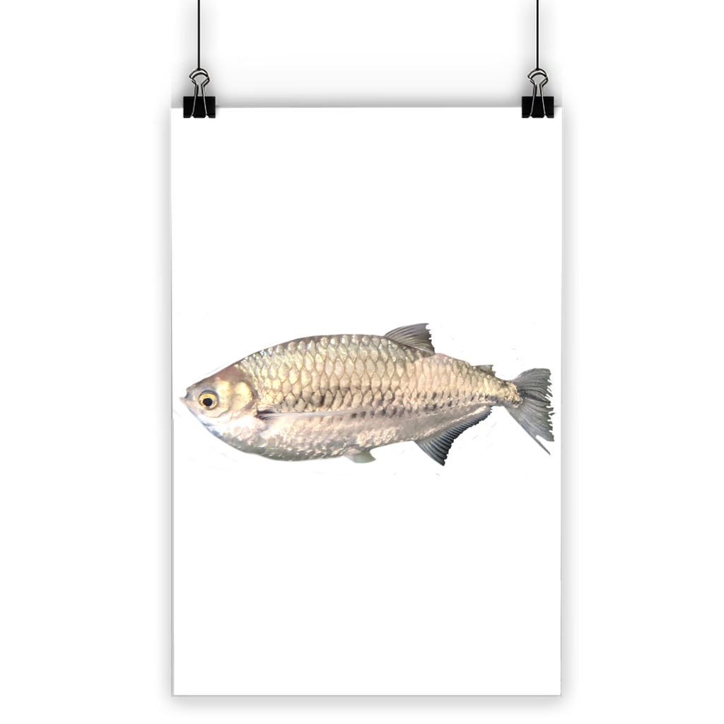 A vibrant Silver Fish Classic Poster showcasing bright colors and a semi-gloss finish, ideal for indoor and outdoor display.