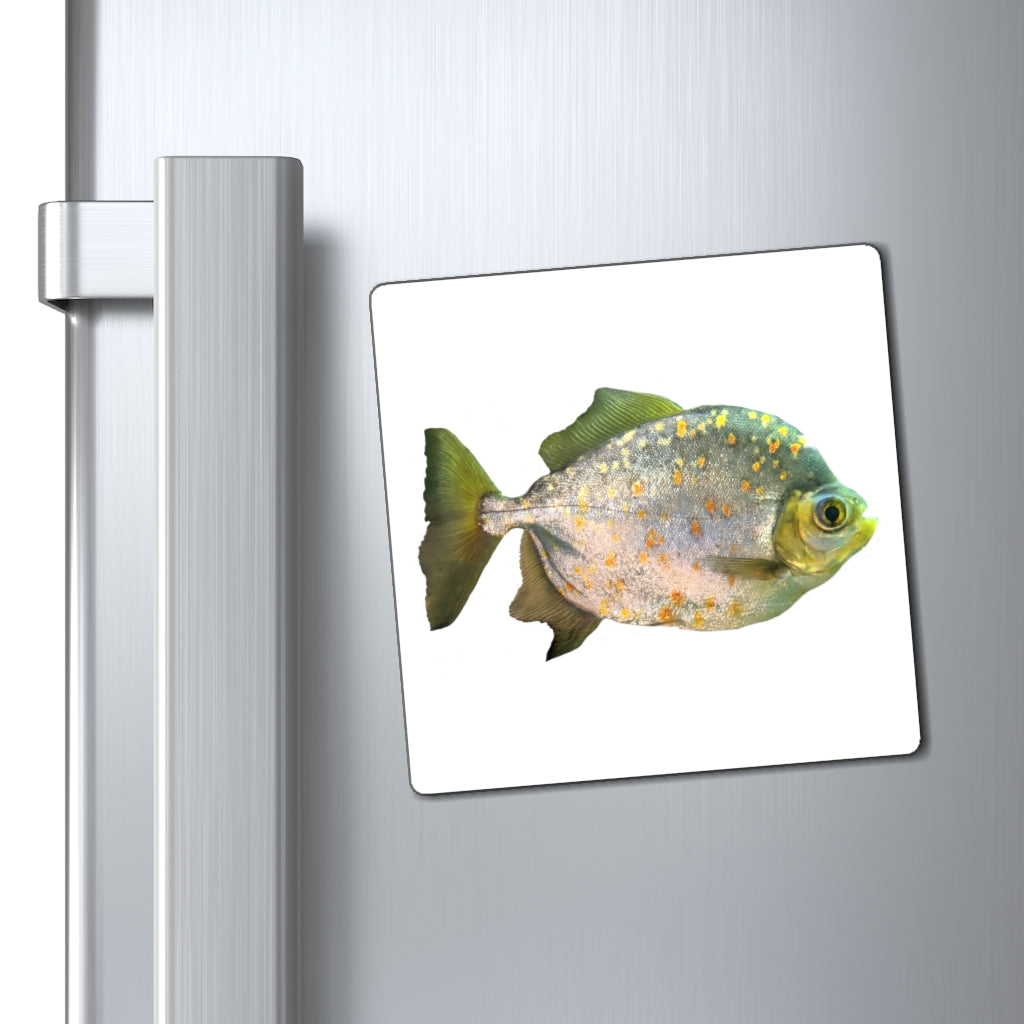 A set of Silver Fish with Specs Magnets showcasing their sleek design and strong magnetic backing, ideal for displaying messages on metallic surfaces.