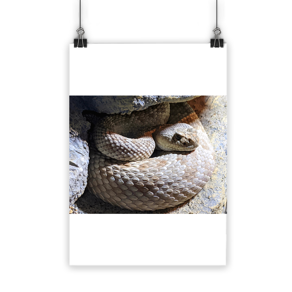 Vibrant Snake Classic Poster printed on semi-gloss paper, showcasing bright colors and eco-friendly design.