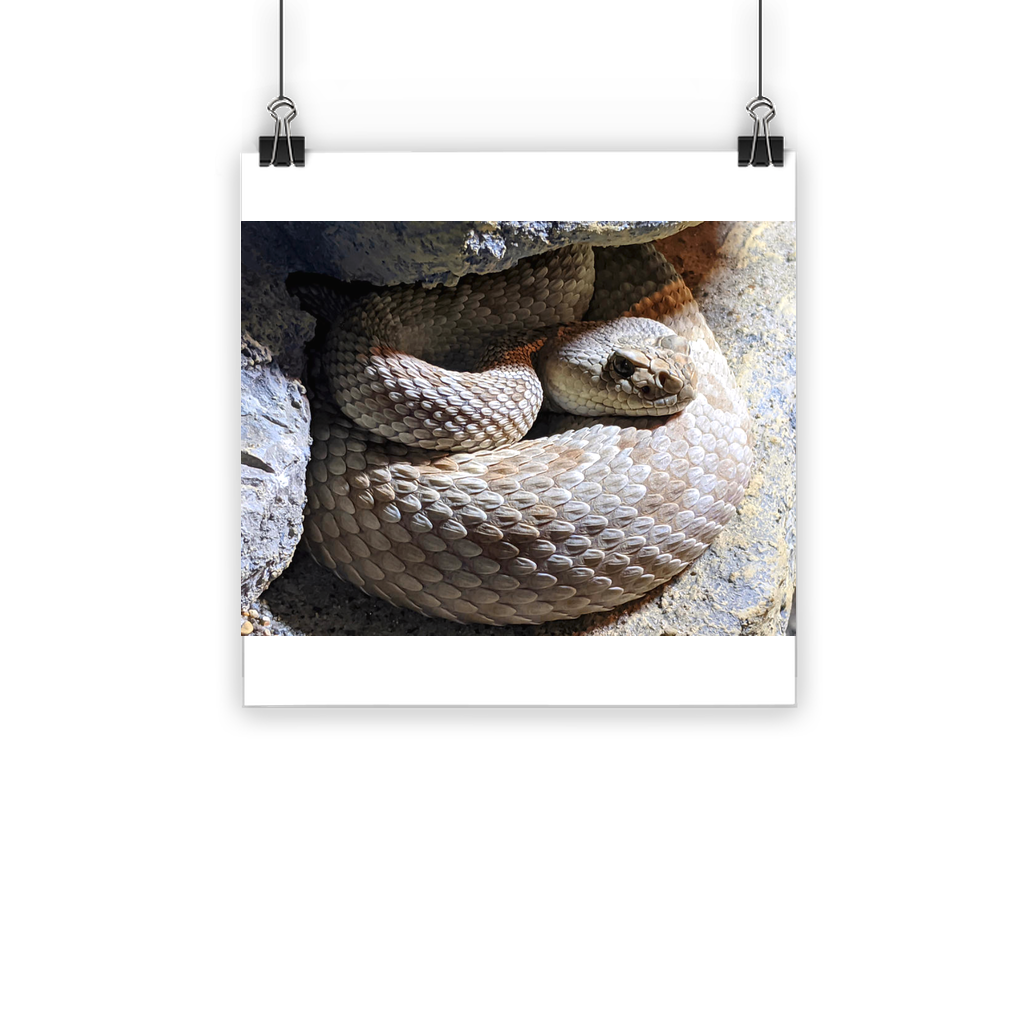 Vibrant Snake Classic Poster printed on semi-gloss paper, showcasing bright colors and eco-friendly design.