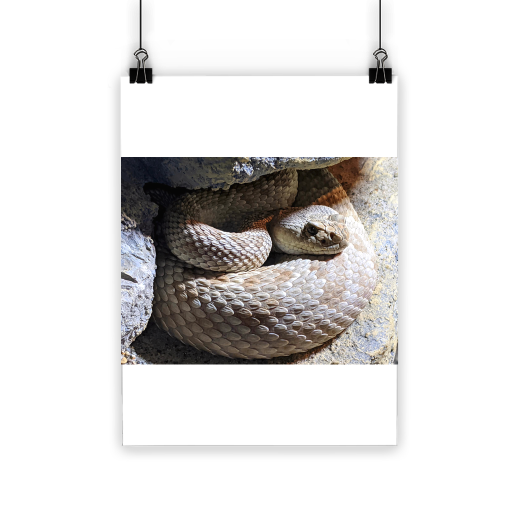 Vibrant Snake Classic Poster printed on semi-gloss paper, showcasing bright colors and eco-friendly design.