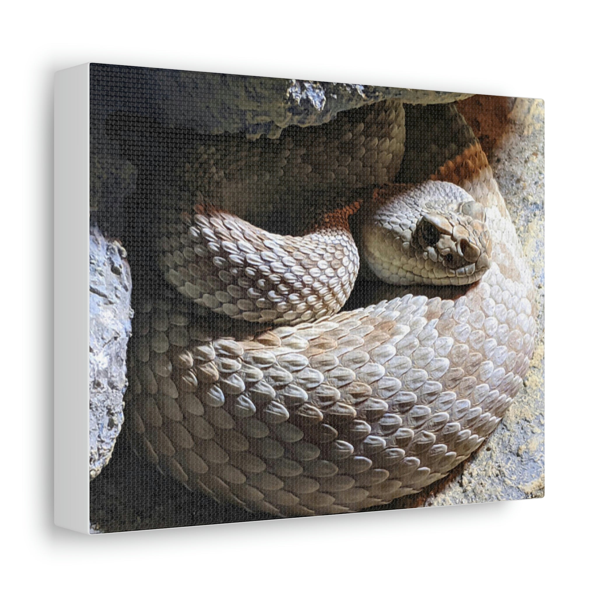 A beautifully designed Snake Stretched Canvas artwork, showcasing vibrant colors and intricate details, mounted on a sturdy wooden frame.