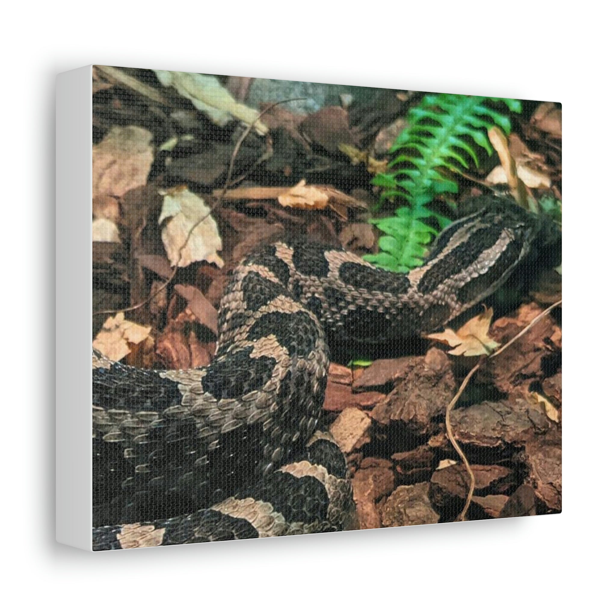 A beautifully designed Snake Stretched Canvas art piece, showcasing vibrant colors and intricate details, mounted on a sturdy wooden frame.