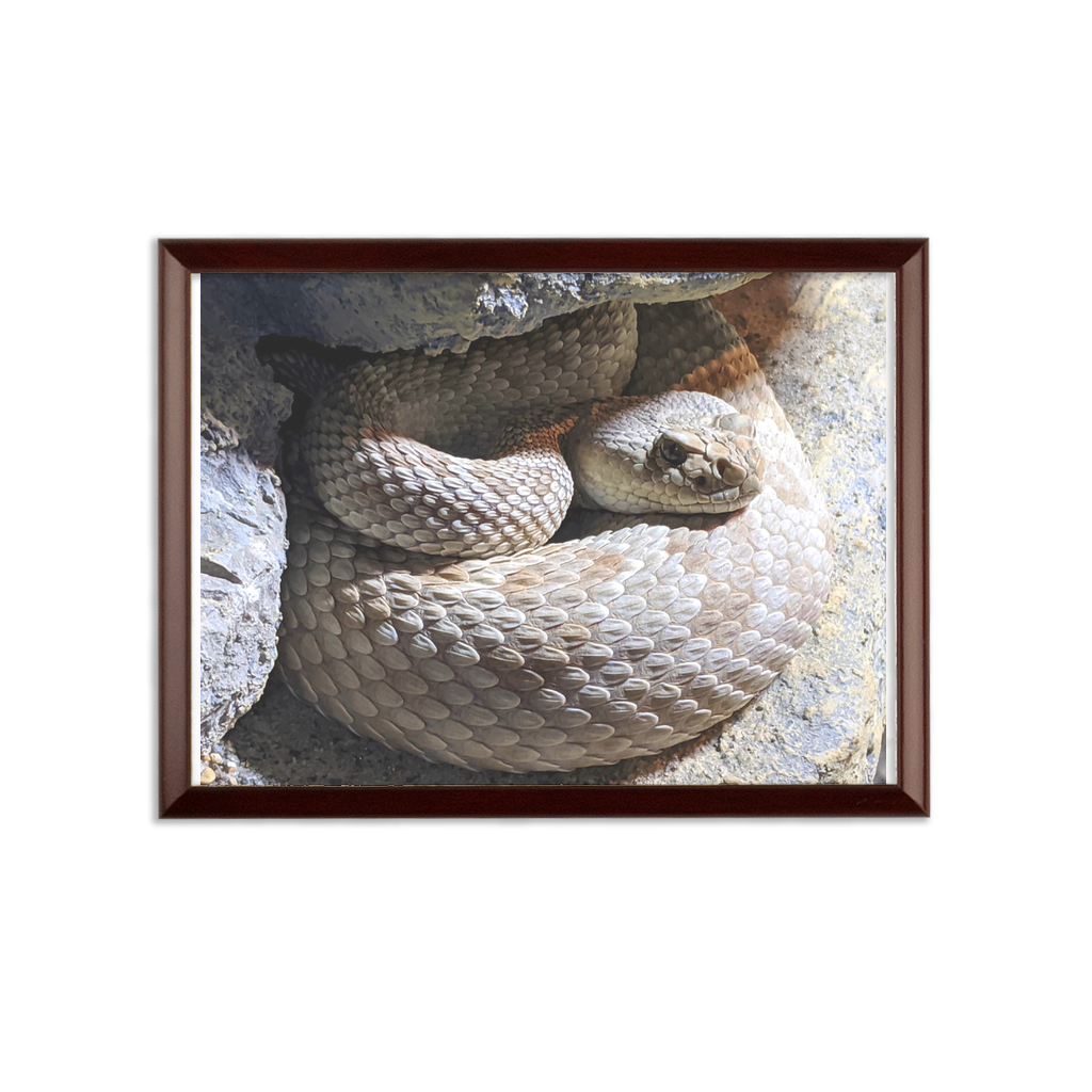 Snake Sublimation Wall Plaque with brown wooden frame and white printable surface, showcasing customizable design options.