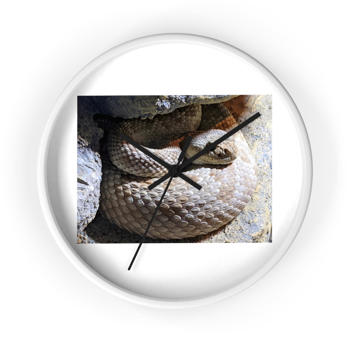 A stylish Snake Wall Clock featuring a unique snake design with a wooden frame and plexiglass face, perfect for indoor decor.