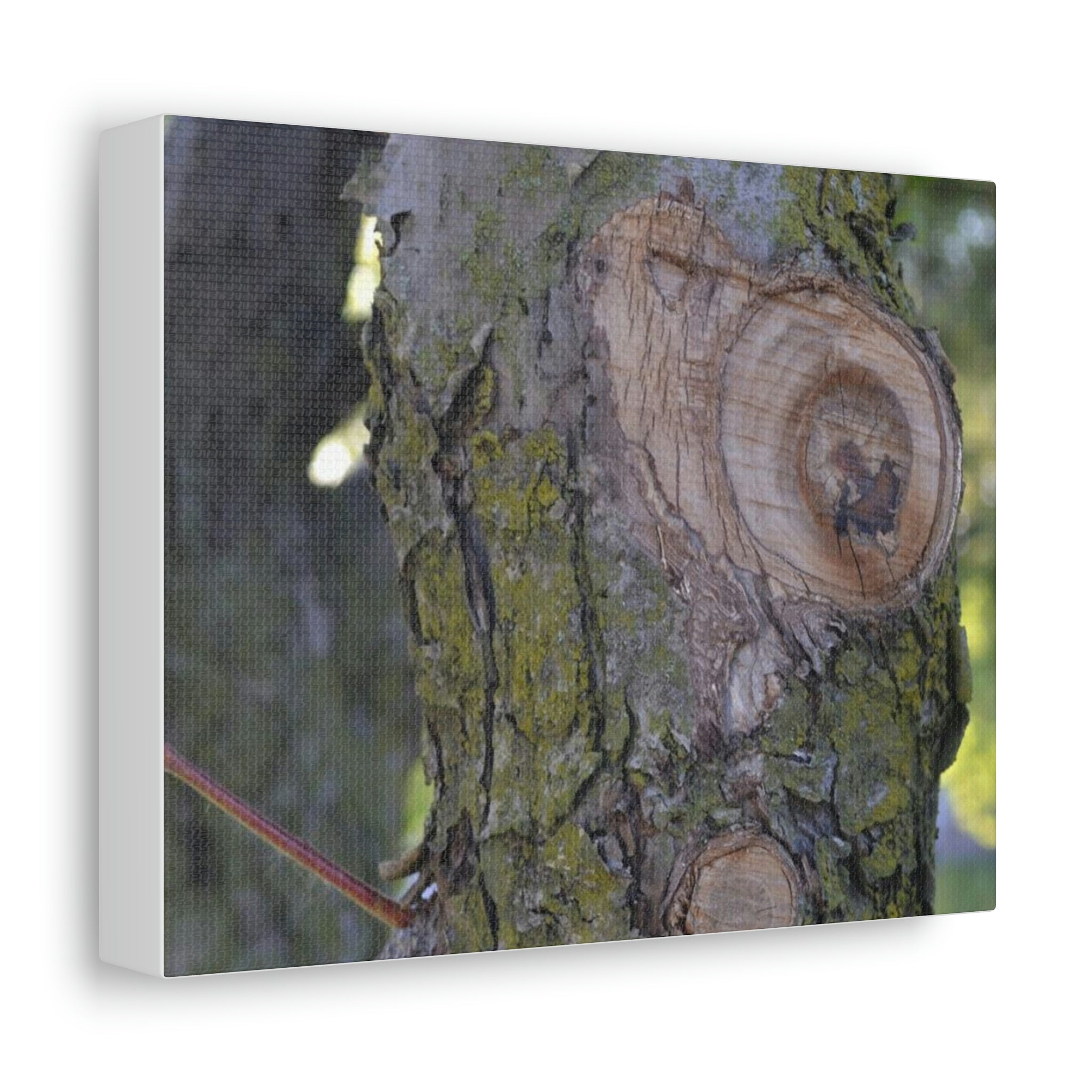 A beautifully printed Tree Stretched Canvas featuring vibrant colors and intricate details, stretched over a sturdy wooden frame, ideal for indoor decoration.