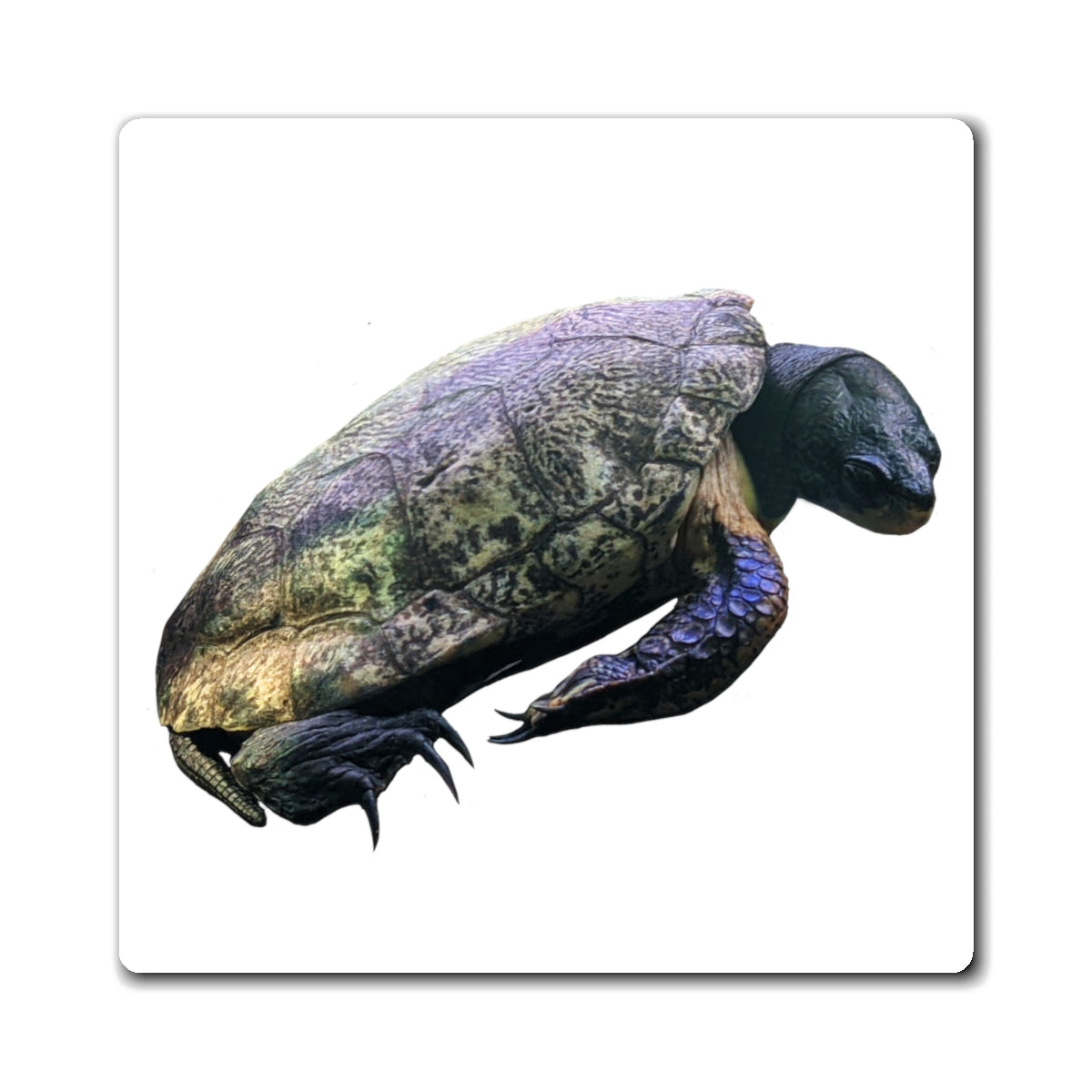 Colorful Turtle Magnets with black backing, showcasing custom designs for effective messaging.