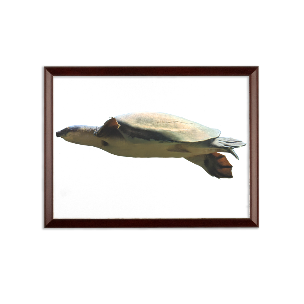 Turtle Sublimation Wall Plaque featuring a brown wooden frame and white printable surface, ideal for custom designs.