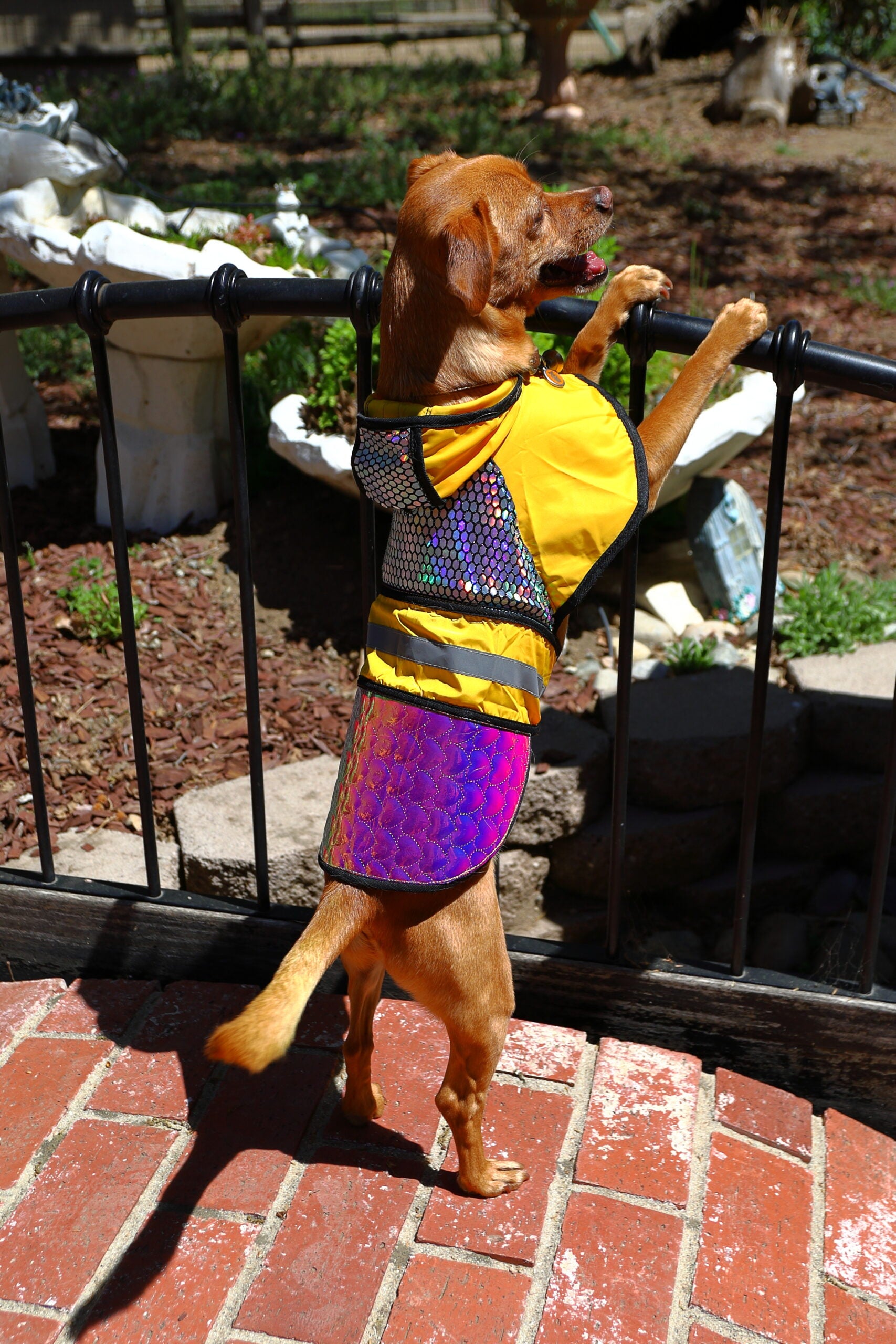 A colorful TBA Raptor Away Safety Jacket for pets, featuring reflective holographic fabric, designed to protect against birds of prey.