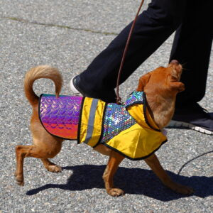 A colorful TBA Raptor Away Safety Jacket for pets, featuring reflective holographic fabric, designed to protect against birds of prey.