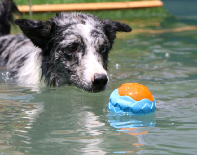 A colorful Dog Toy Ball made of TPR, featuring a glowing design and audible sound, perfect for engaging play and dental health.