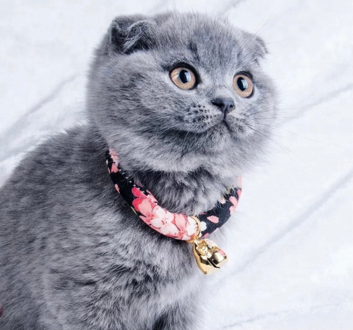 Black Pink Sakura Cotton Collar for Cats and Dogs, featuring a floral design with pink cherry blossoms on a soft cotton fabric.