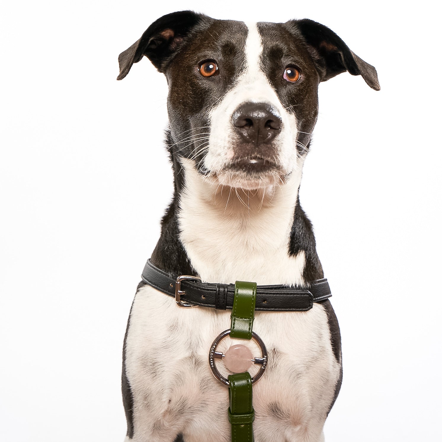 Zippy Peasy Harness in Black and Nopal Green with gold hardware, designed for comfort and safety for dogs of all sizes.