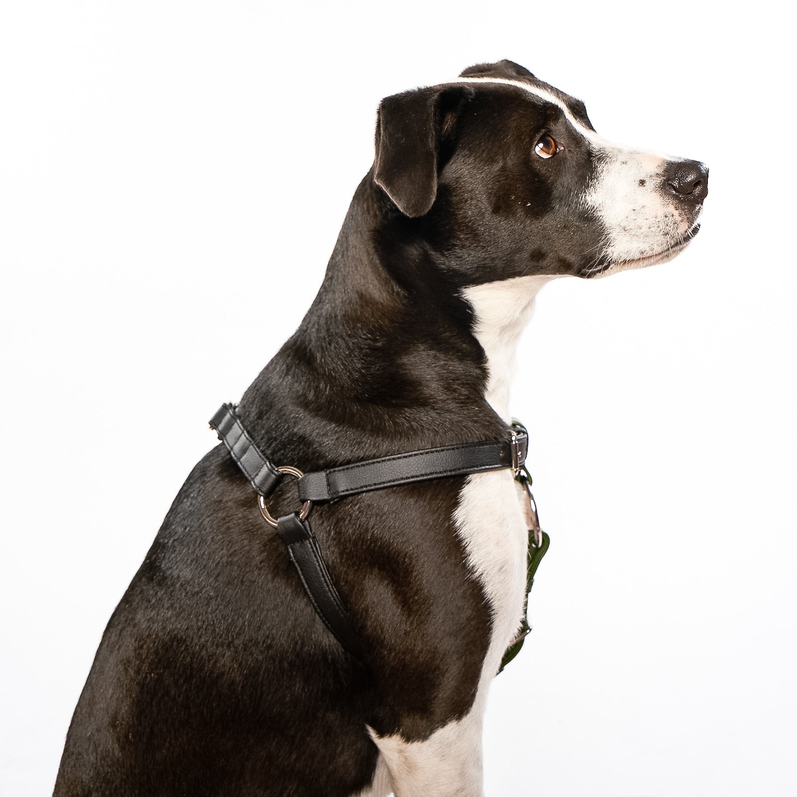 Zippy Peasy Harness in Black and Nopal Green with gold hardware, designed for comfort and safety for dogs of all sizes.