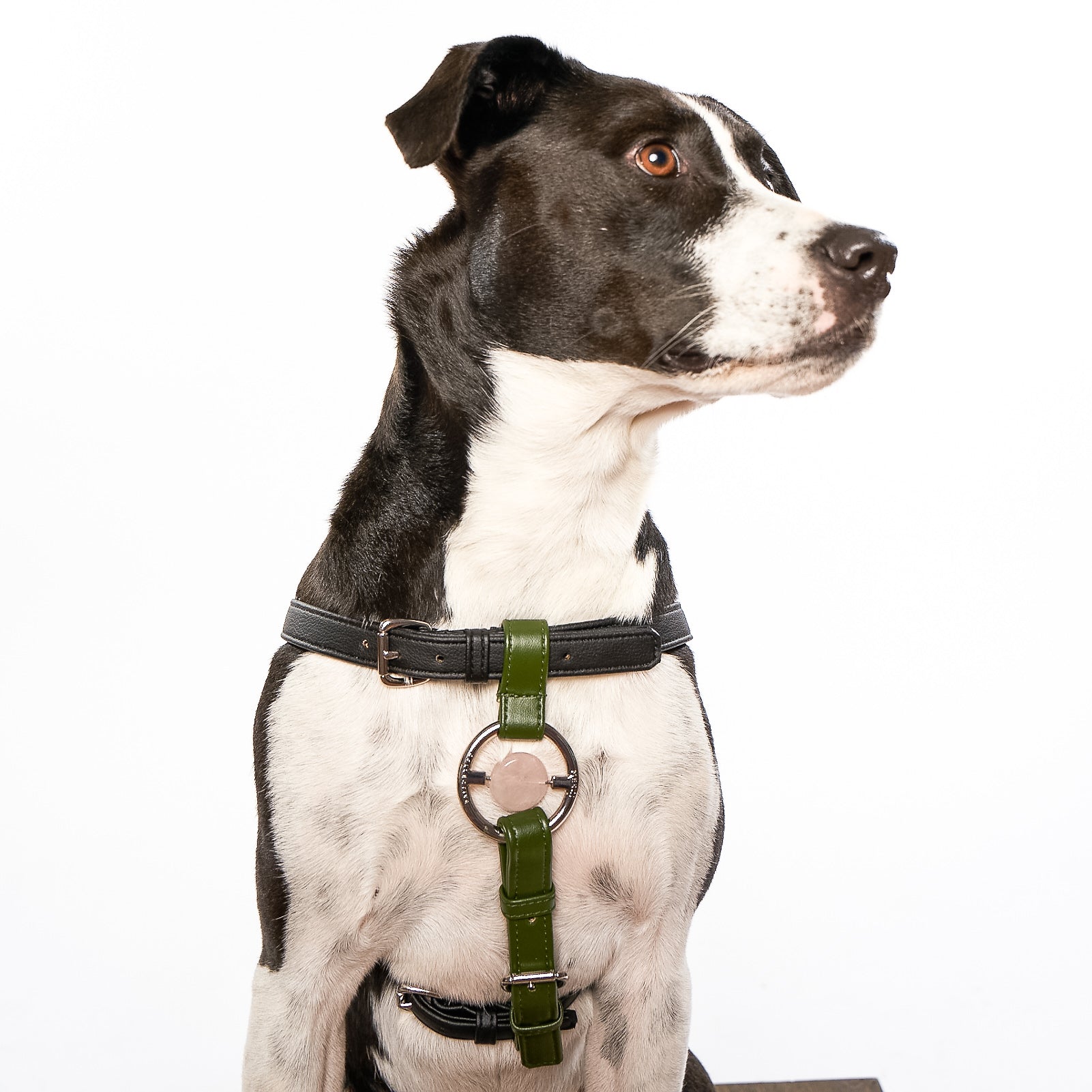 Zippy Peasy Harness in Black and Nopal Green with gold hardware, designed for comfort and safety for dogs of all sizes.