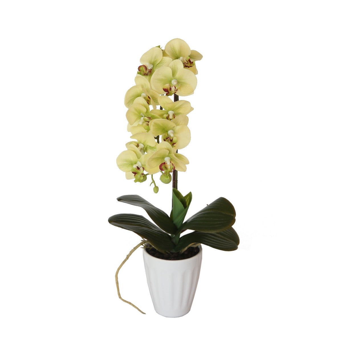 A beautiful 40cm cream butterfly orchid in a decorative pot, showcasing delicate petals and lifelike details, perfect for home or event decor.