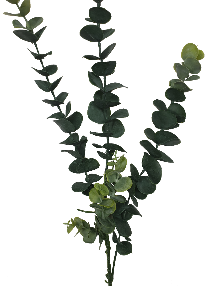 Five long eucalyptus stems, each 77 cm, showcasing lush green leaves, perfect for floral arrangements and home decor.