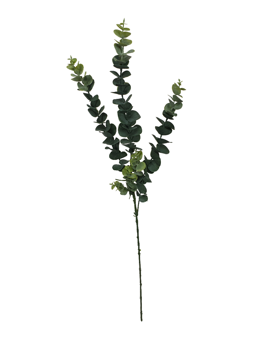 Five long eucalyptus stems, each 77 cm, showcasing lush green leaves, perfect for floral arrangements and home decor.