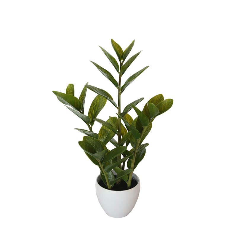 A 60cm artificial Potted Zanzibar with lush green foliage in a stylish white ceramic pot, perfect for indoor decoration.