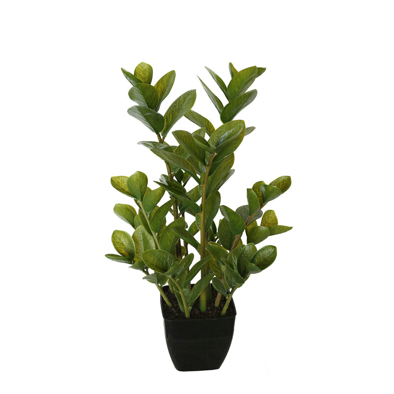 A 72cm artificial Potted Multi Stem Zanzibar succulent with round green leaves in a stylish black ceramic pot, showcasing its realistic appearance.