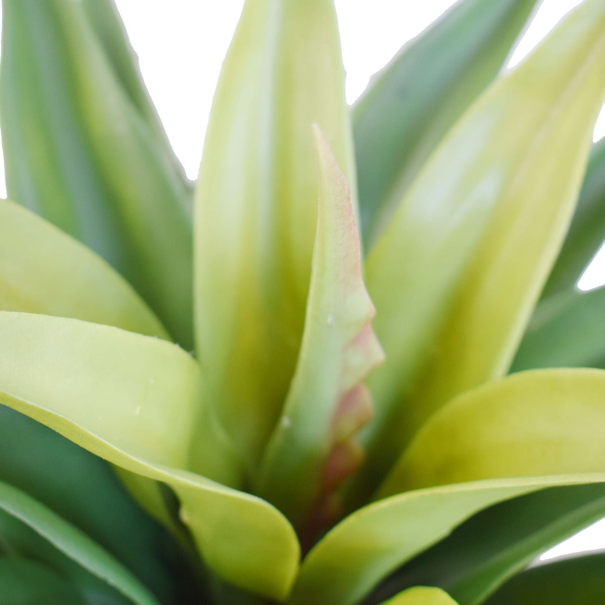 A realistic 60cm artificial Agave plant in a decorative pot, showcasing vibrant green leaves and intricate details.