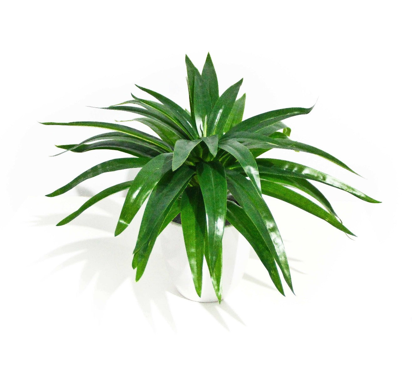 A 30cm Aloe Vera Stem with lush green leaves, perfect for decorative arrangements.